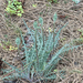 spearleaf agoseris