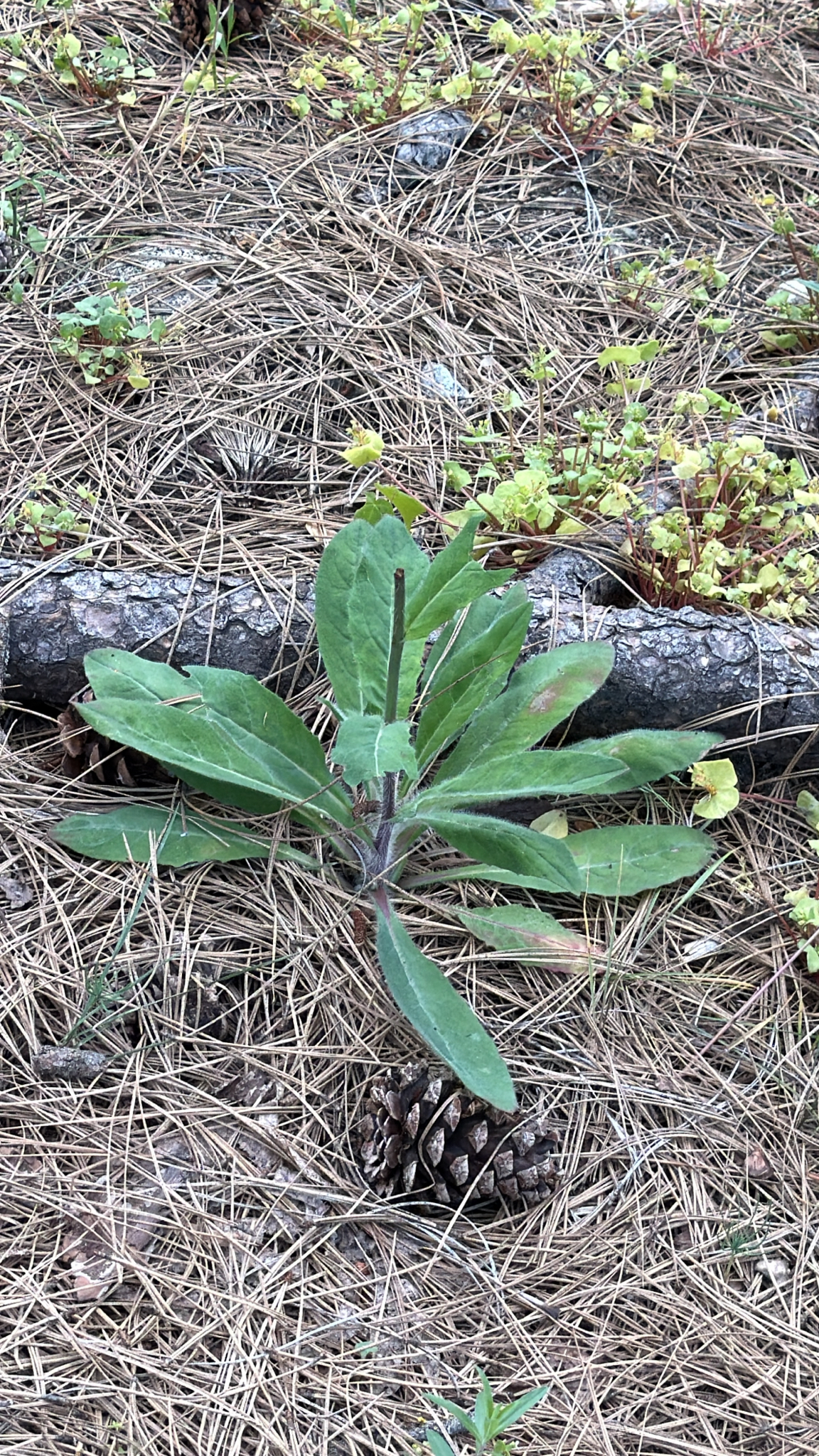 Hieracium albiflorum