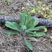 white hawkweed
