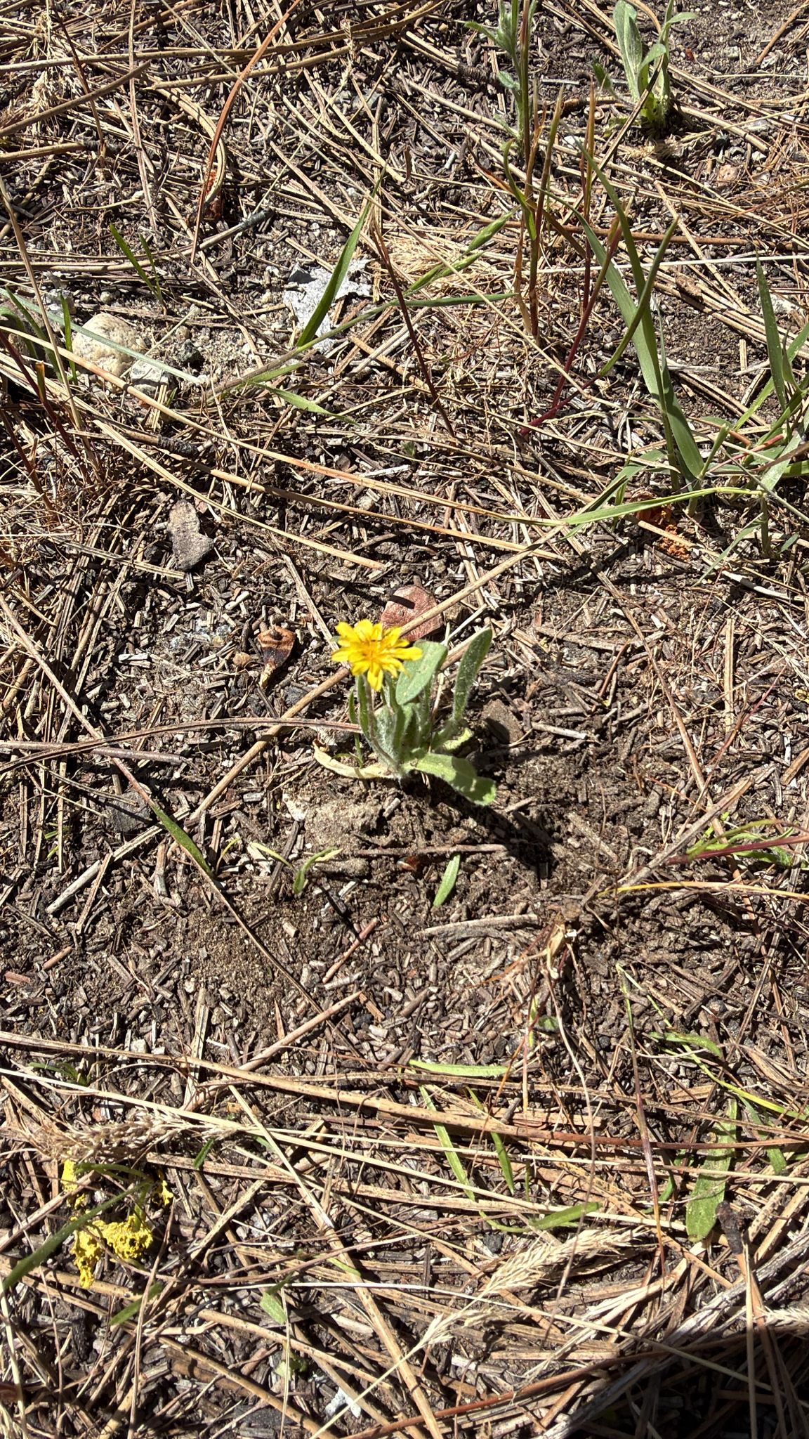 Asteraceae