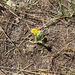 Sunflowers, Daisies, Asters, and Allies