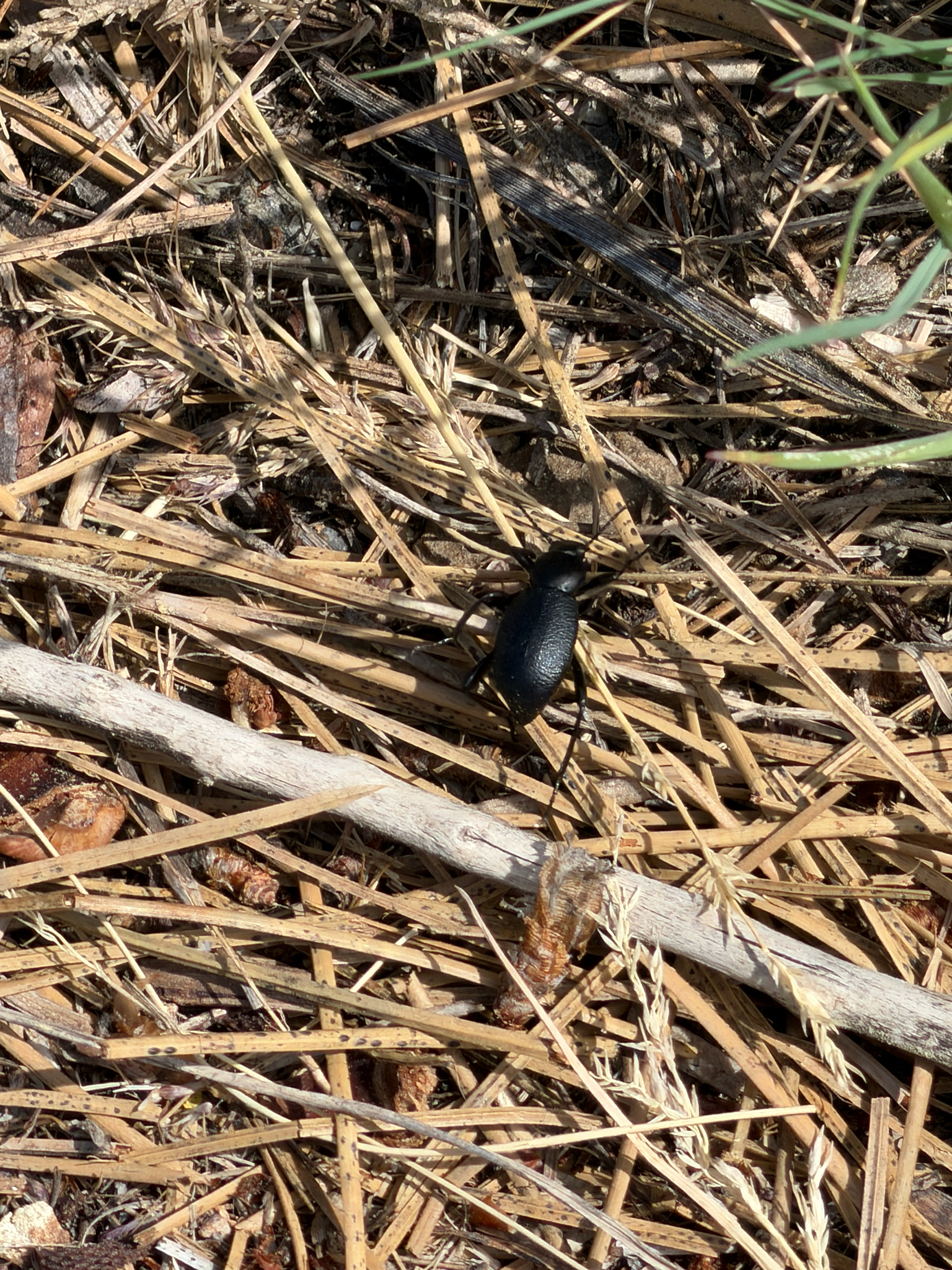 Eleodes granulata