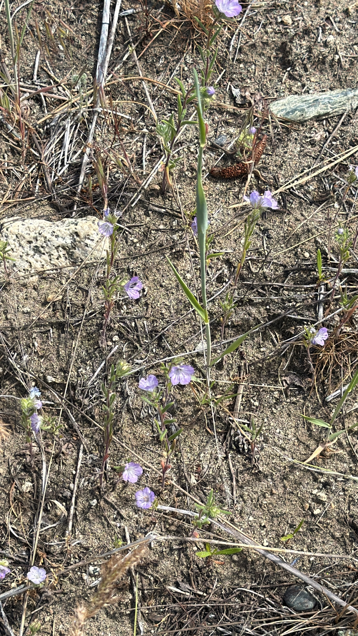 Phacelia linearis