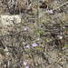 Linearleaf Phacelia
