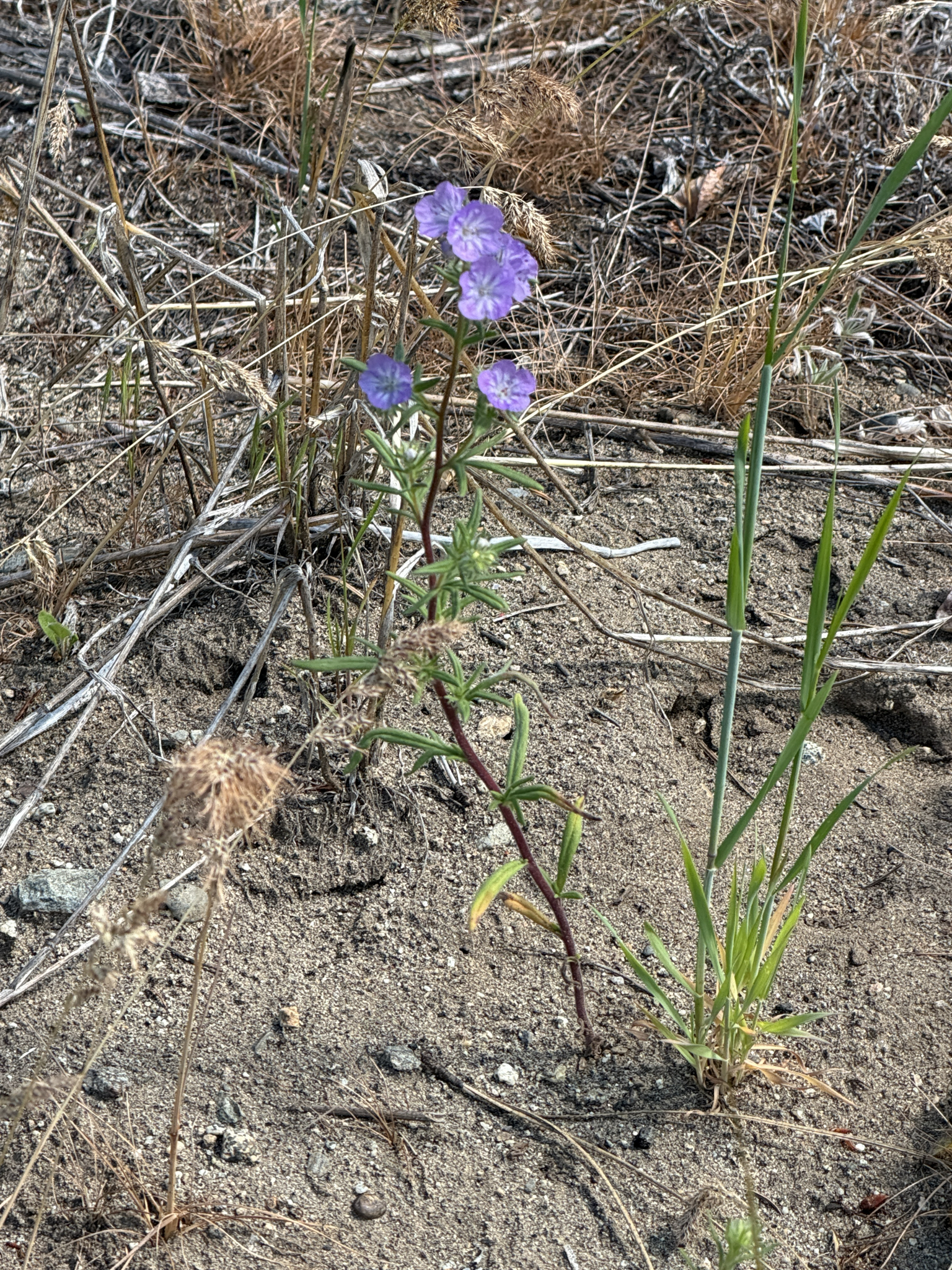 Phacelia linearis