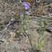 Linearleaf Phacelia
