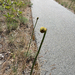smooth horsetail