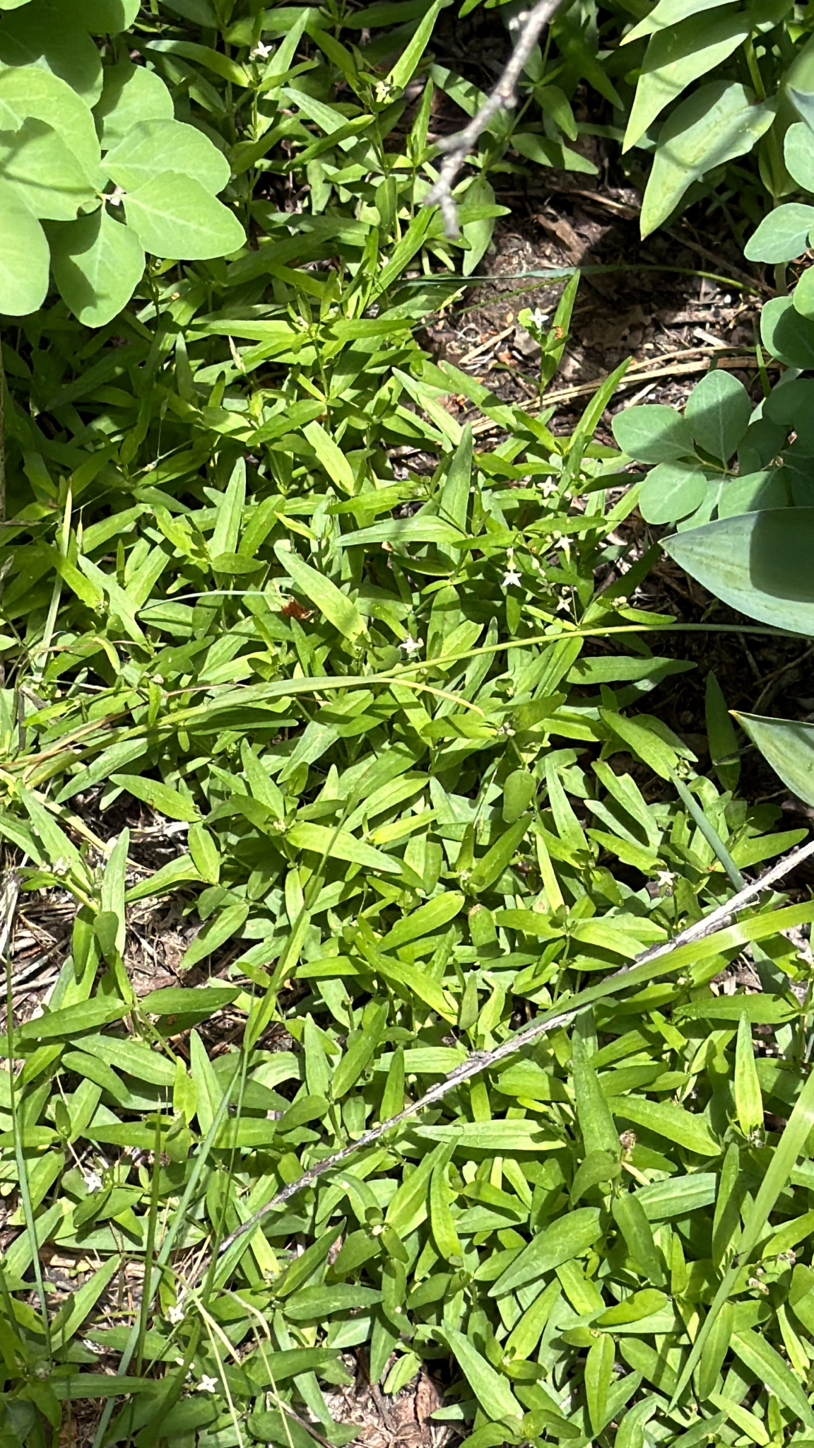 Moehringia macrophylla