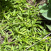 Largeleaf Sandwort