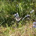 Pale Swallowtail