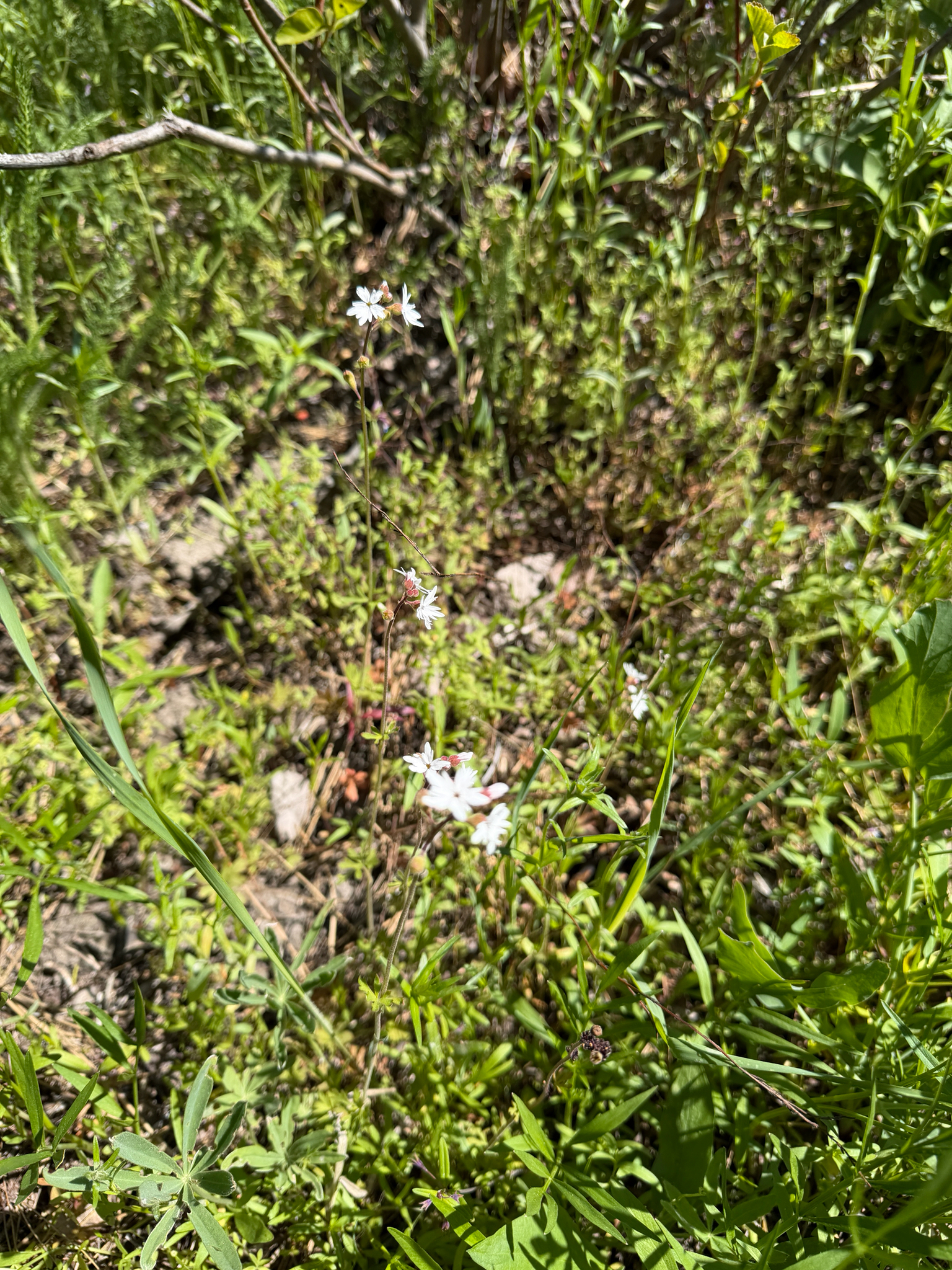 Lithophragma parviflorum