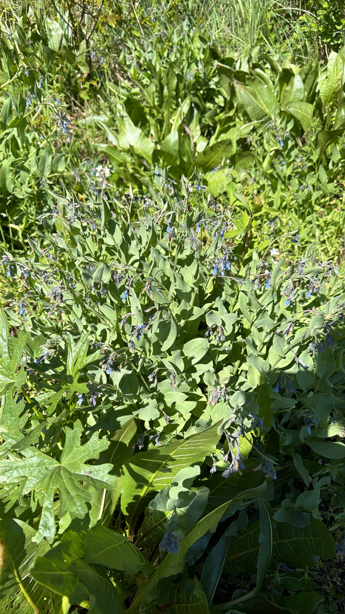 Mertensia ciliata