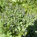 mountain bluebells
