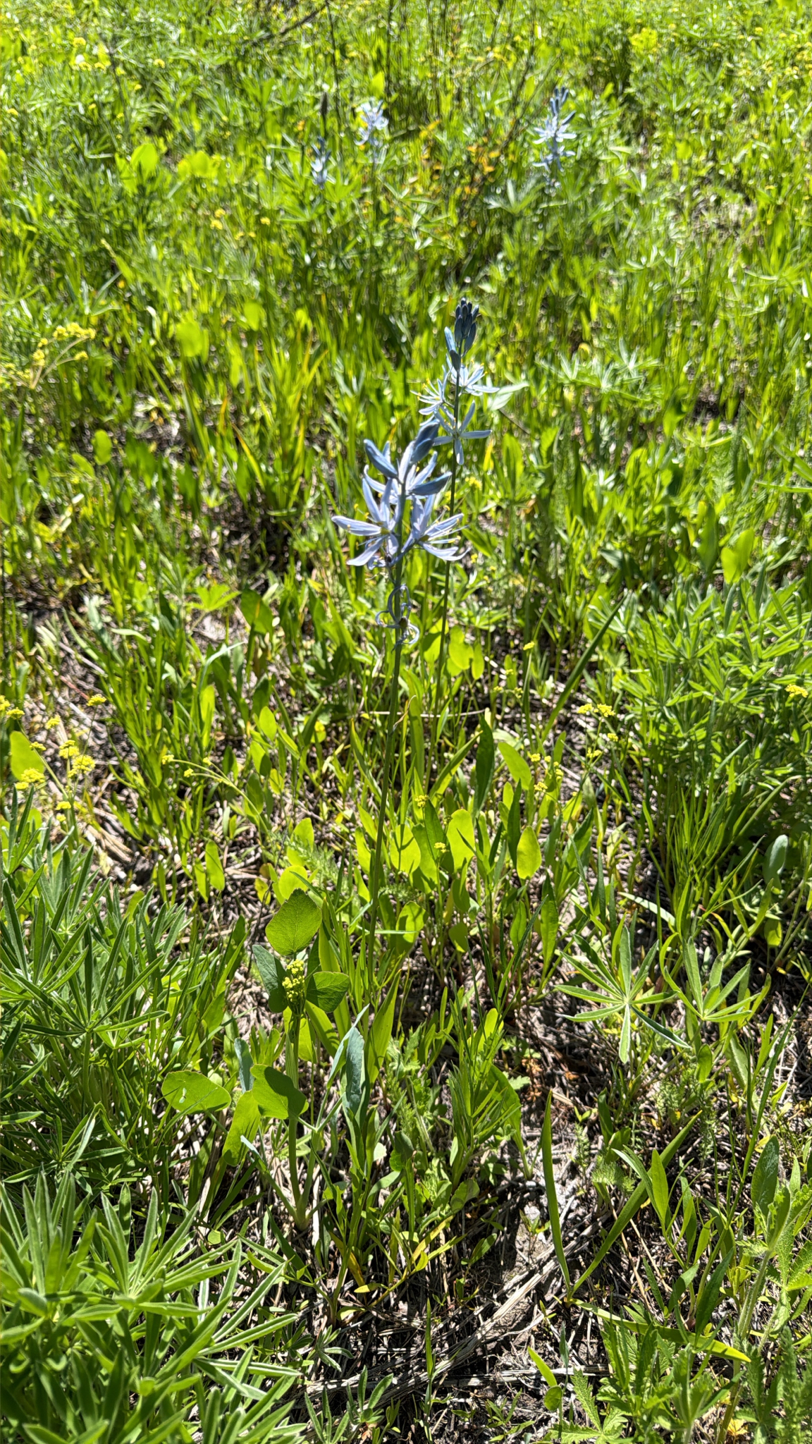 Camassia quamash
