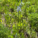 small camas