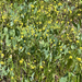 Barestem Biscuitroot