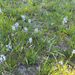 small camas