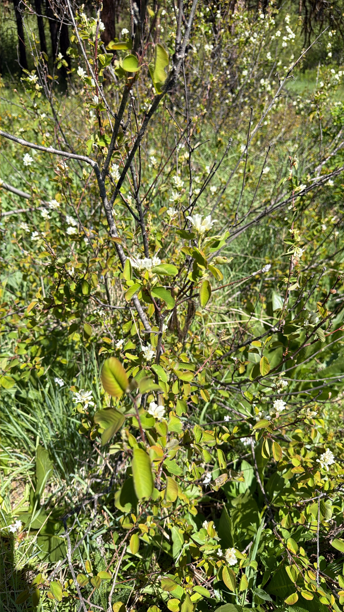 Amelanchier alnifolia