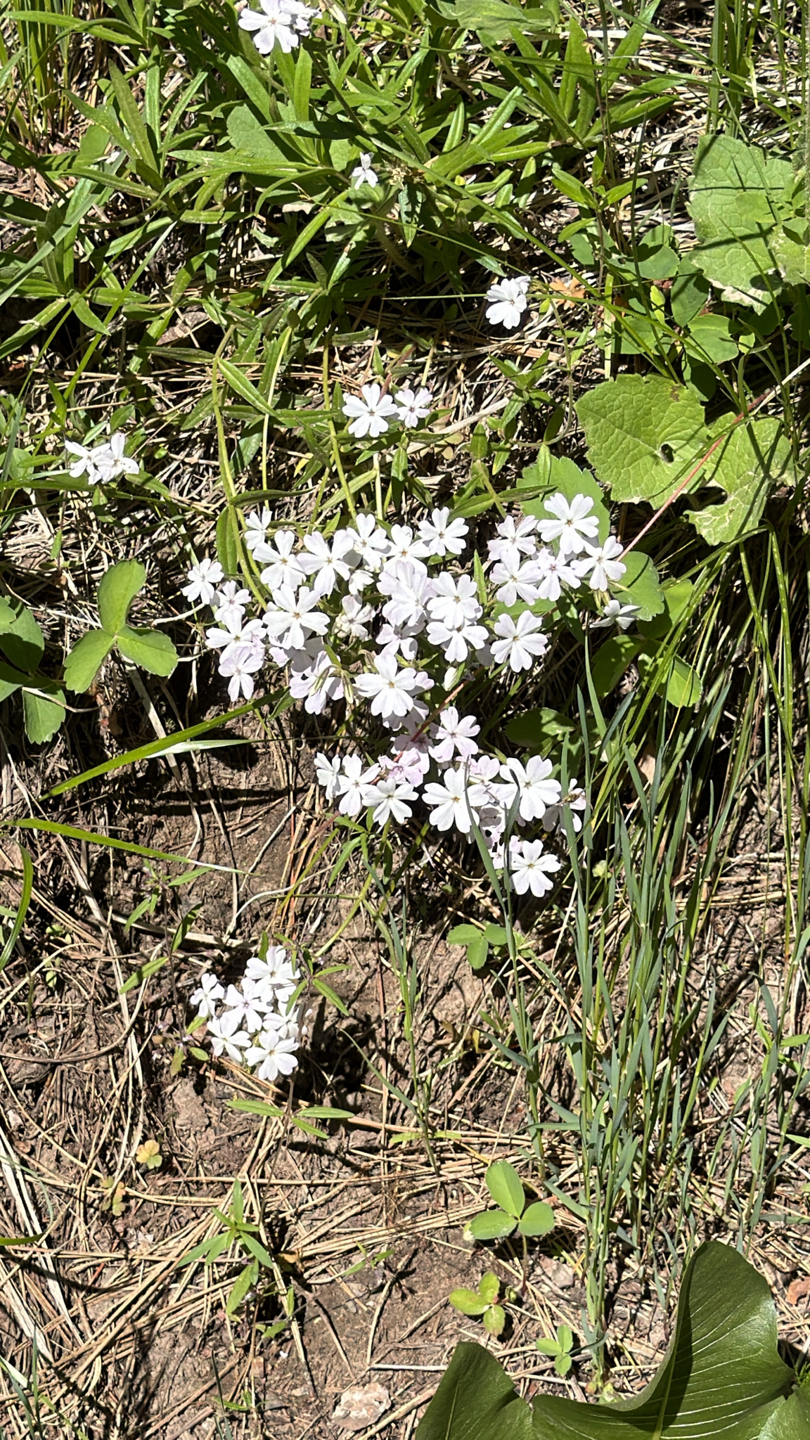 Phlox speciosa