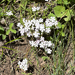 showy phlox