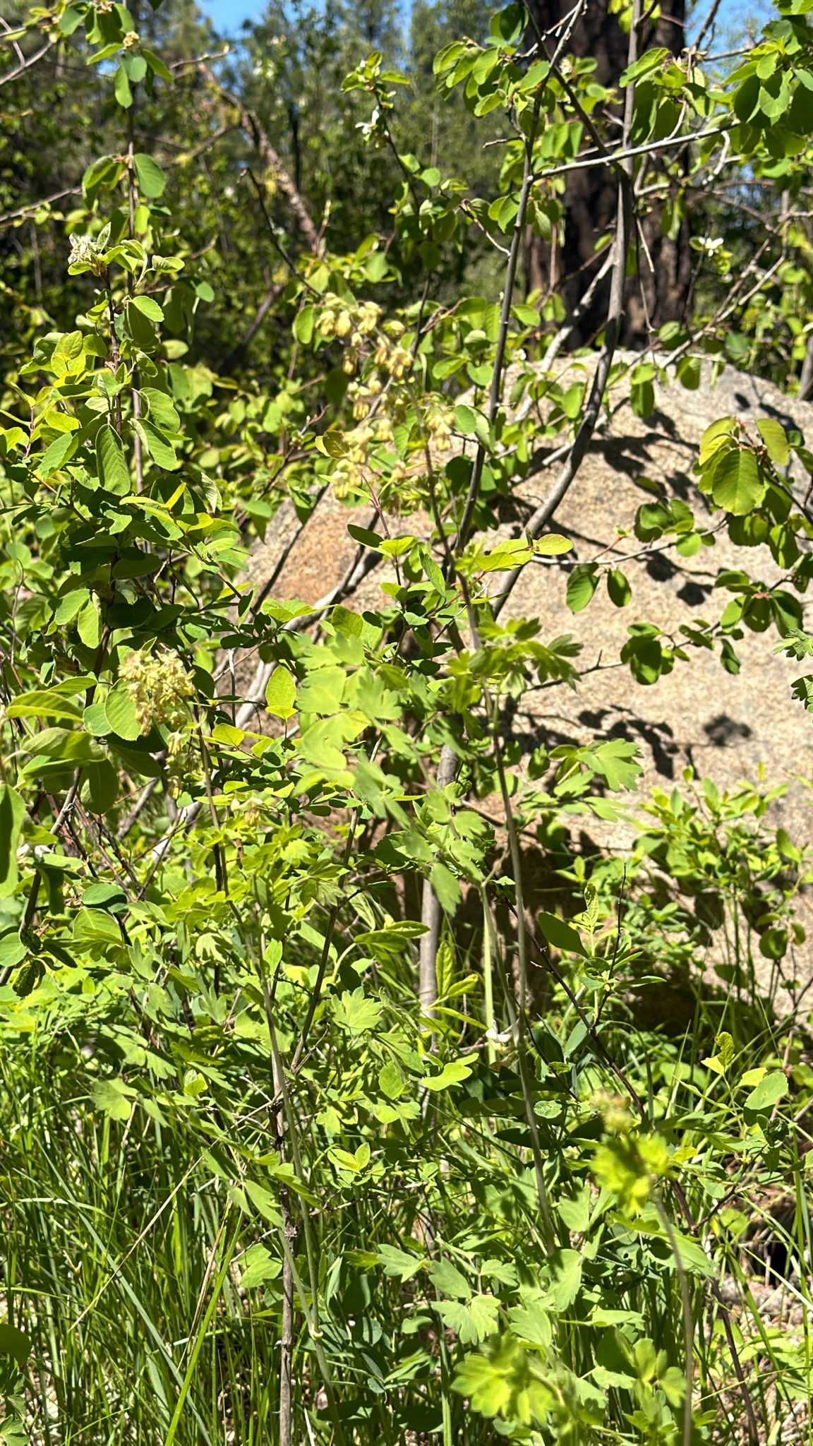 Thalictrum occidentale
