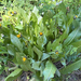 northern mule's ears