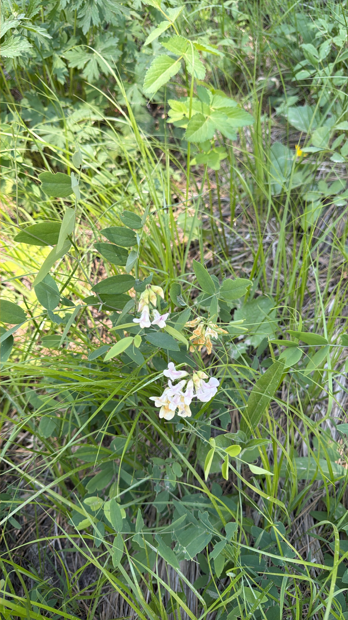Lathyrus lanszwertii