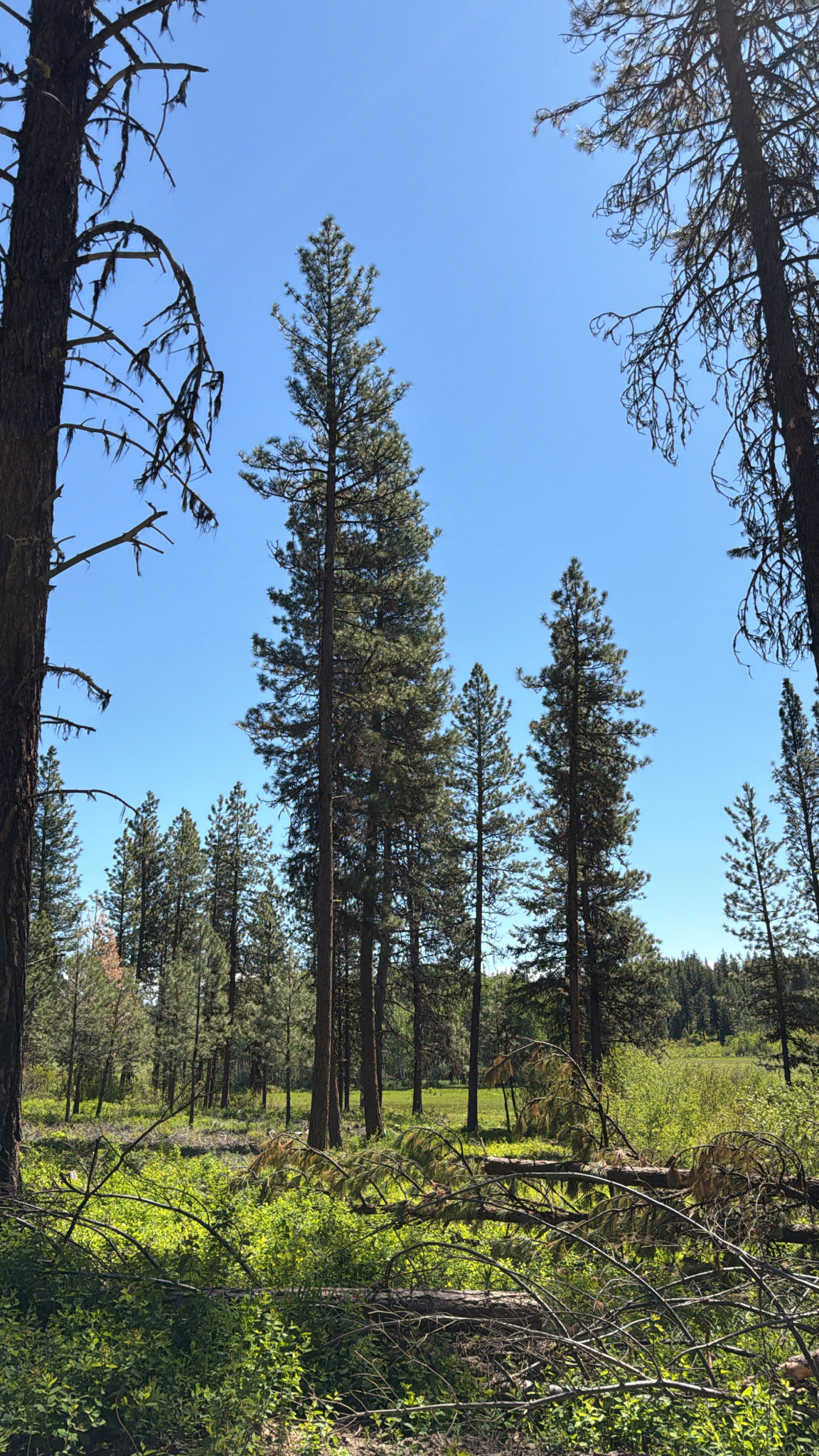 Pinus ponderosa