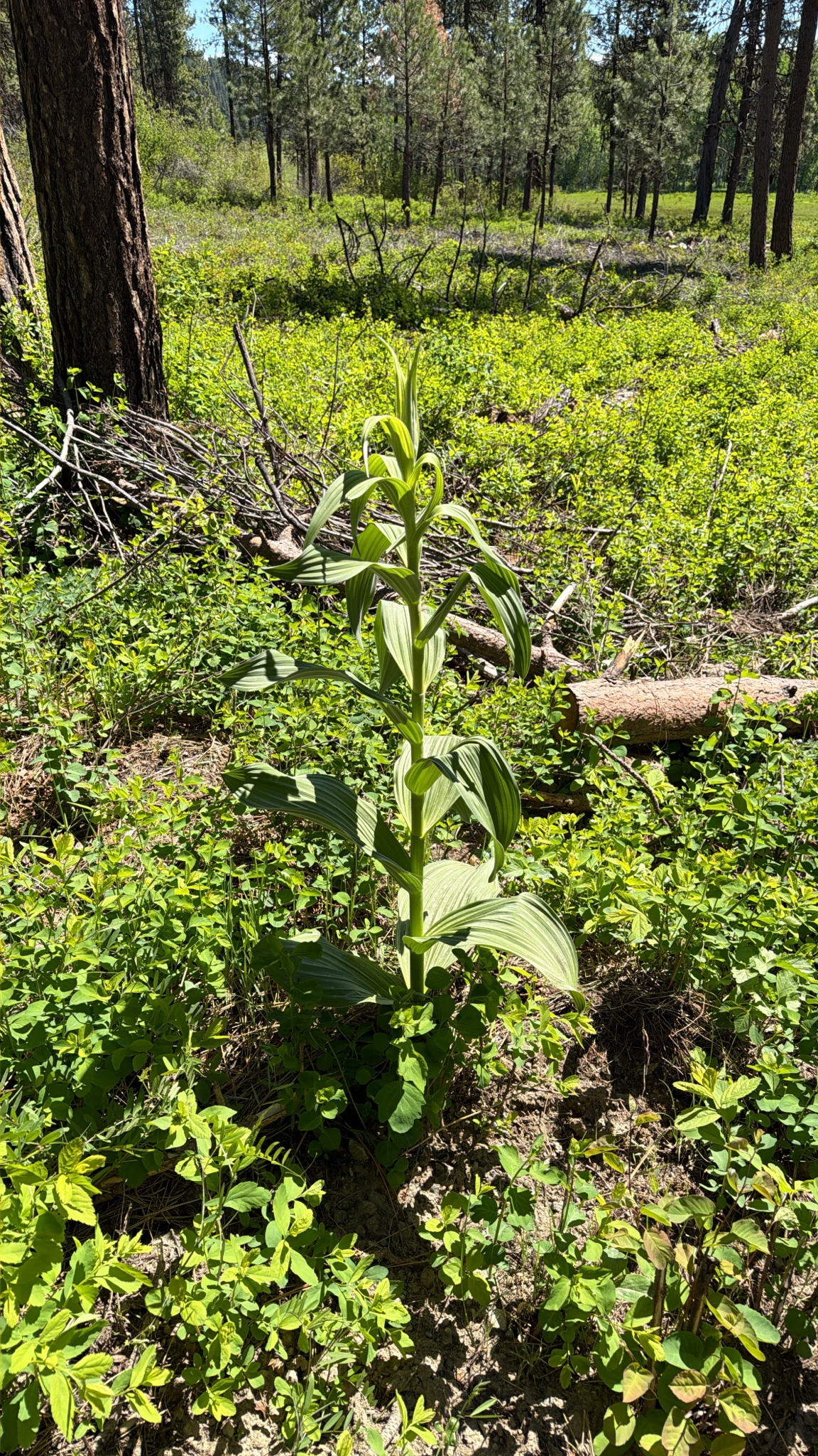 Veratrum viride