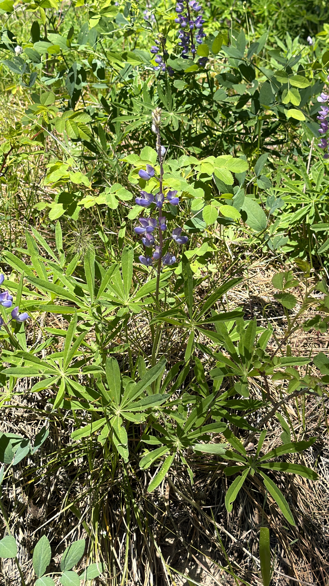 Lupinus latifolius