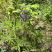 Broadleaf Lupine