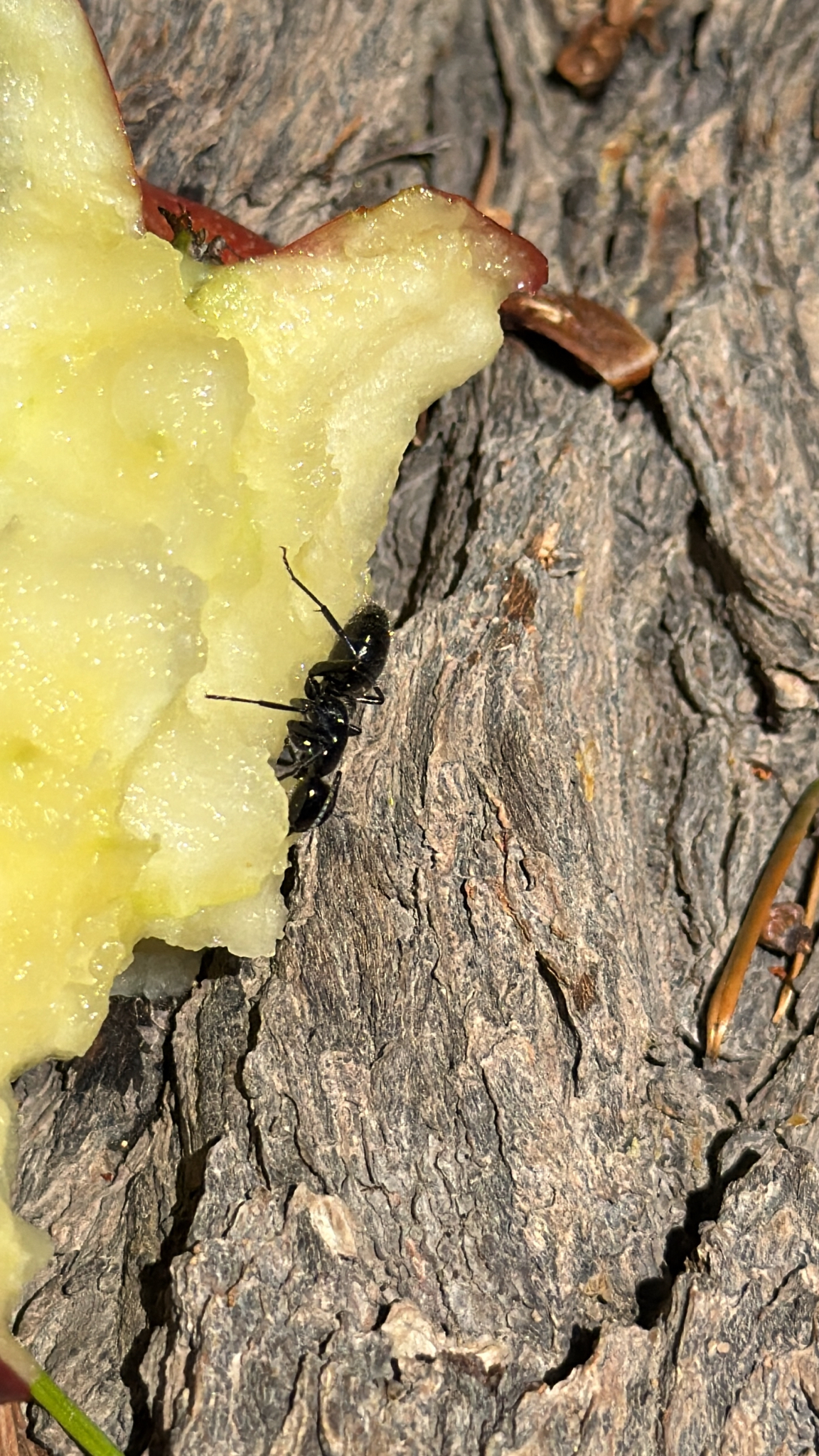 Camponotus laevissimus