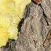 Hairy Smooth Carpenter Ant
