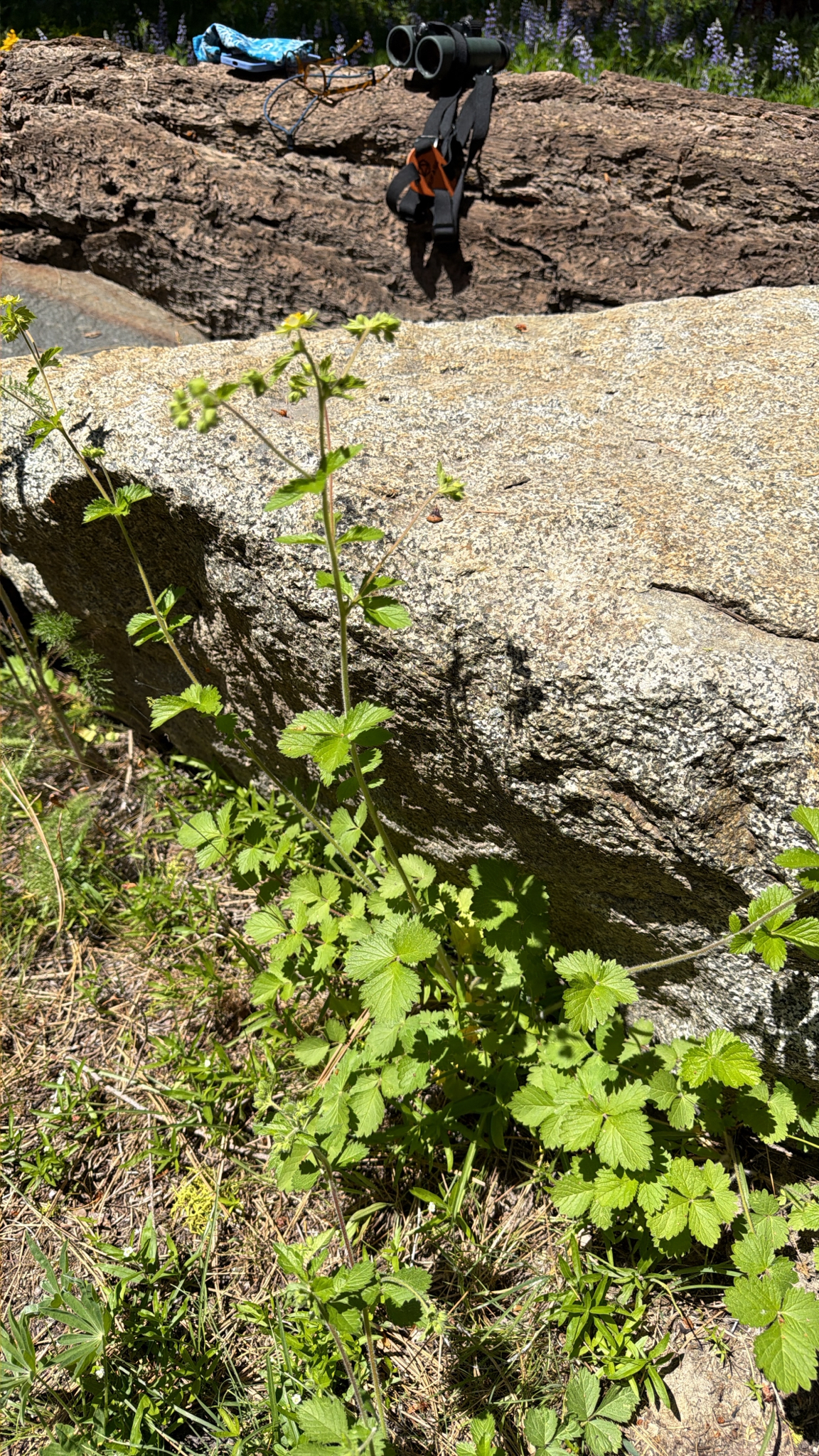 Drymocallis glandulosa
