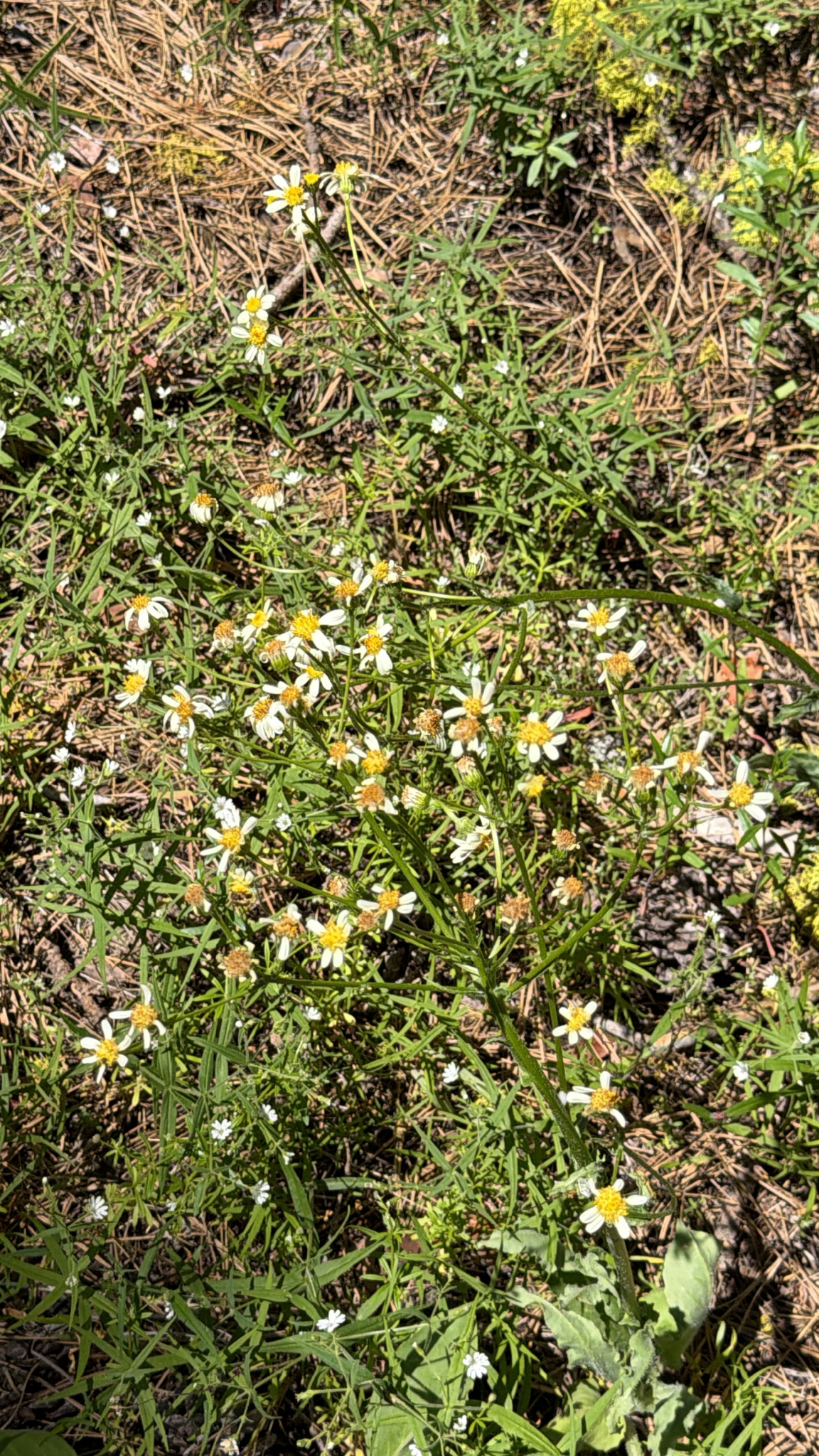 Senecio integerrimus