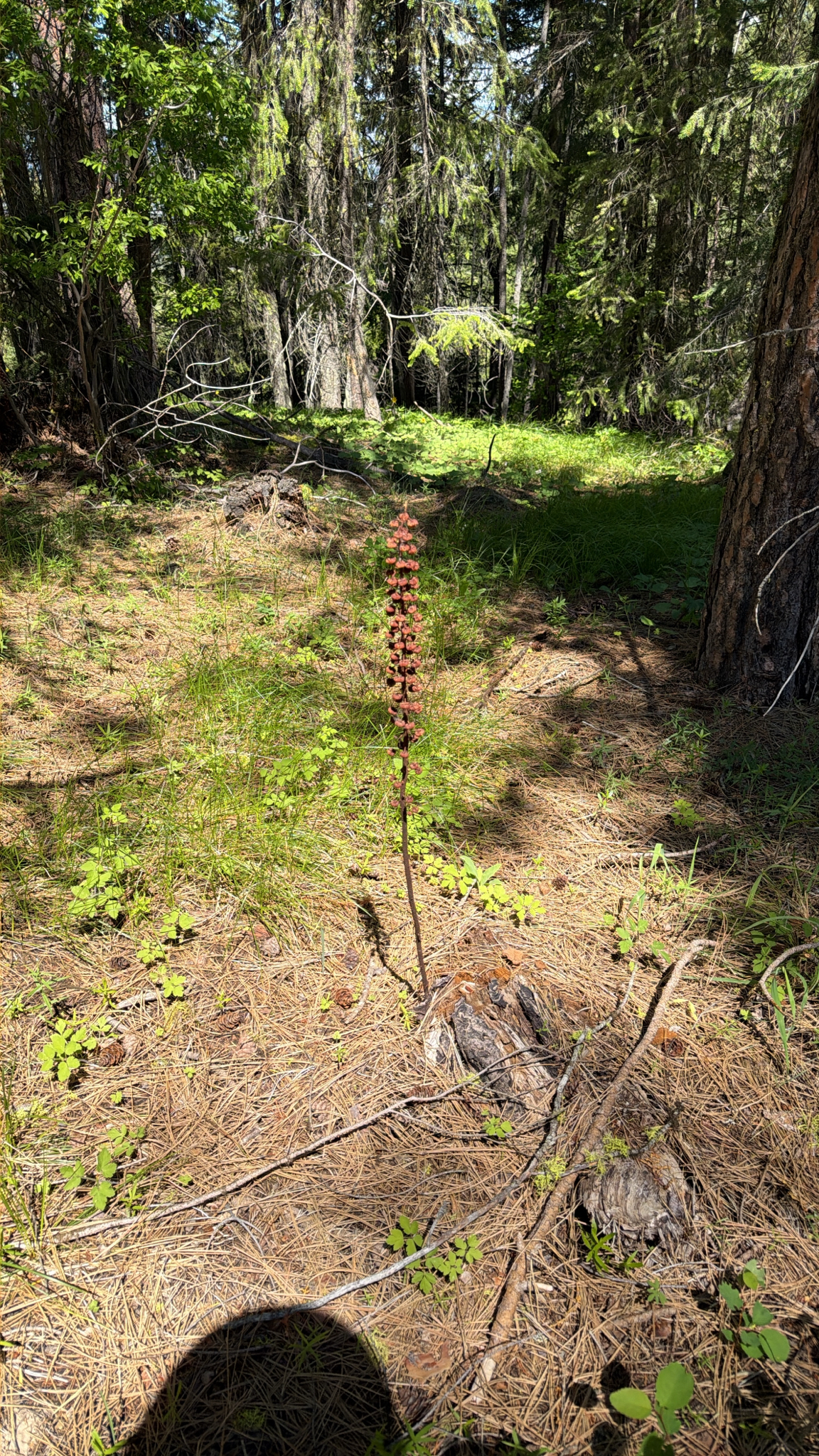 Pterospora andromedea