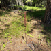 woodland pinedrops