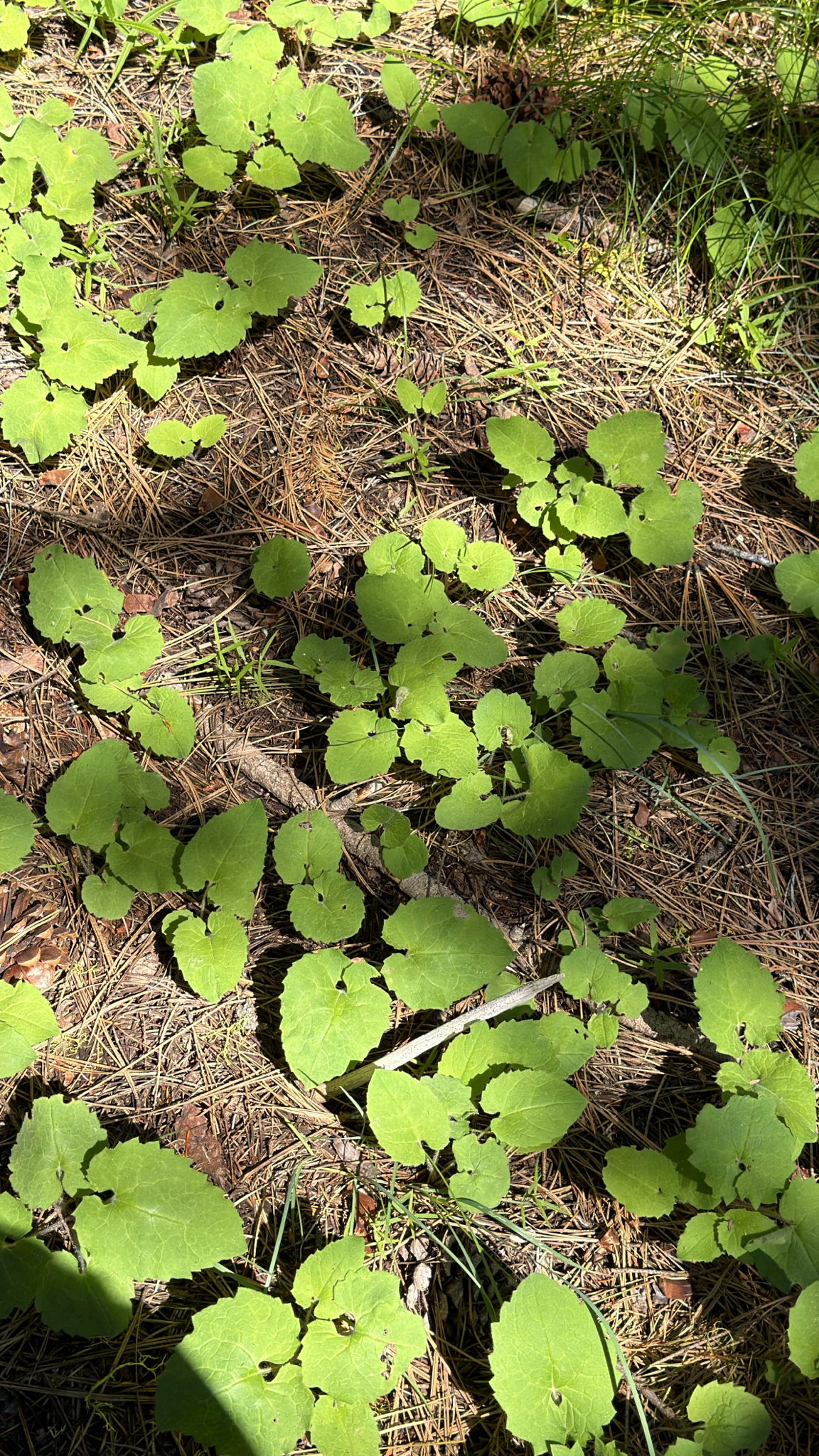 Arnica cordifolia