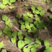 heartleaf arnica