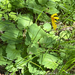 heartleaf arnica