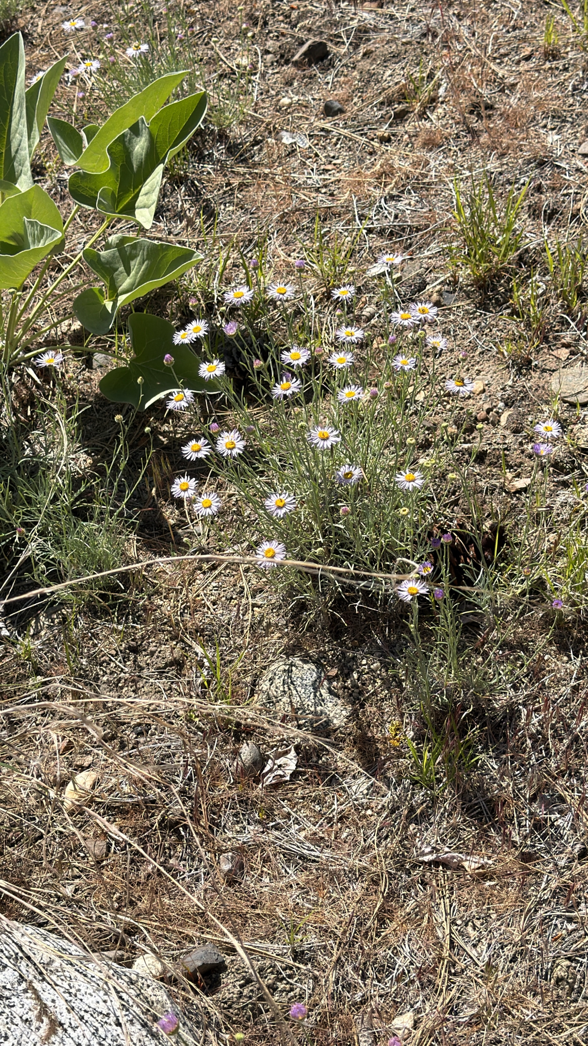 Erigeron filifolius