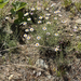 thread-leaf fleabane