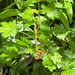 swamp currant