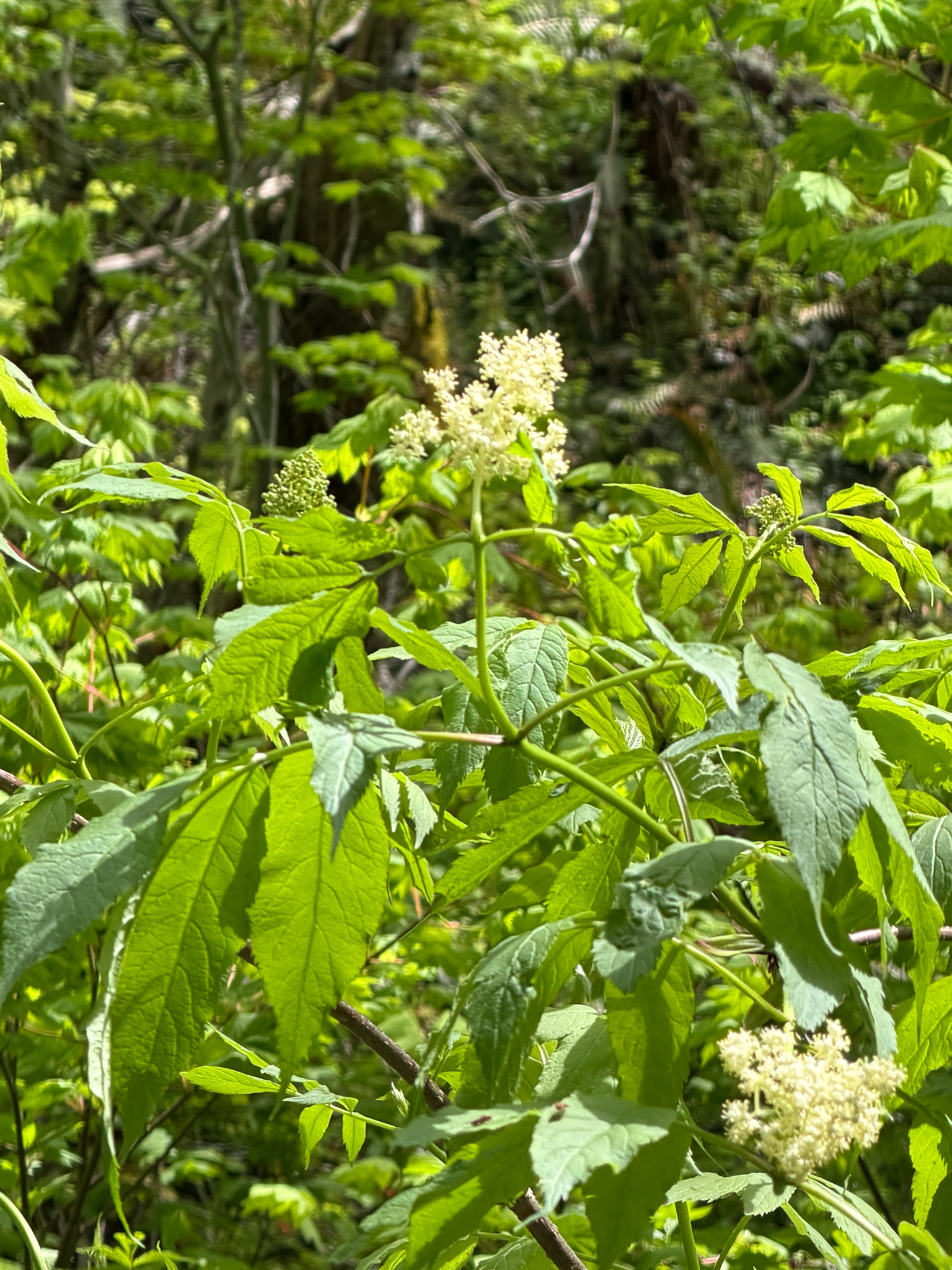 Sambucus racemosa