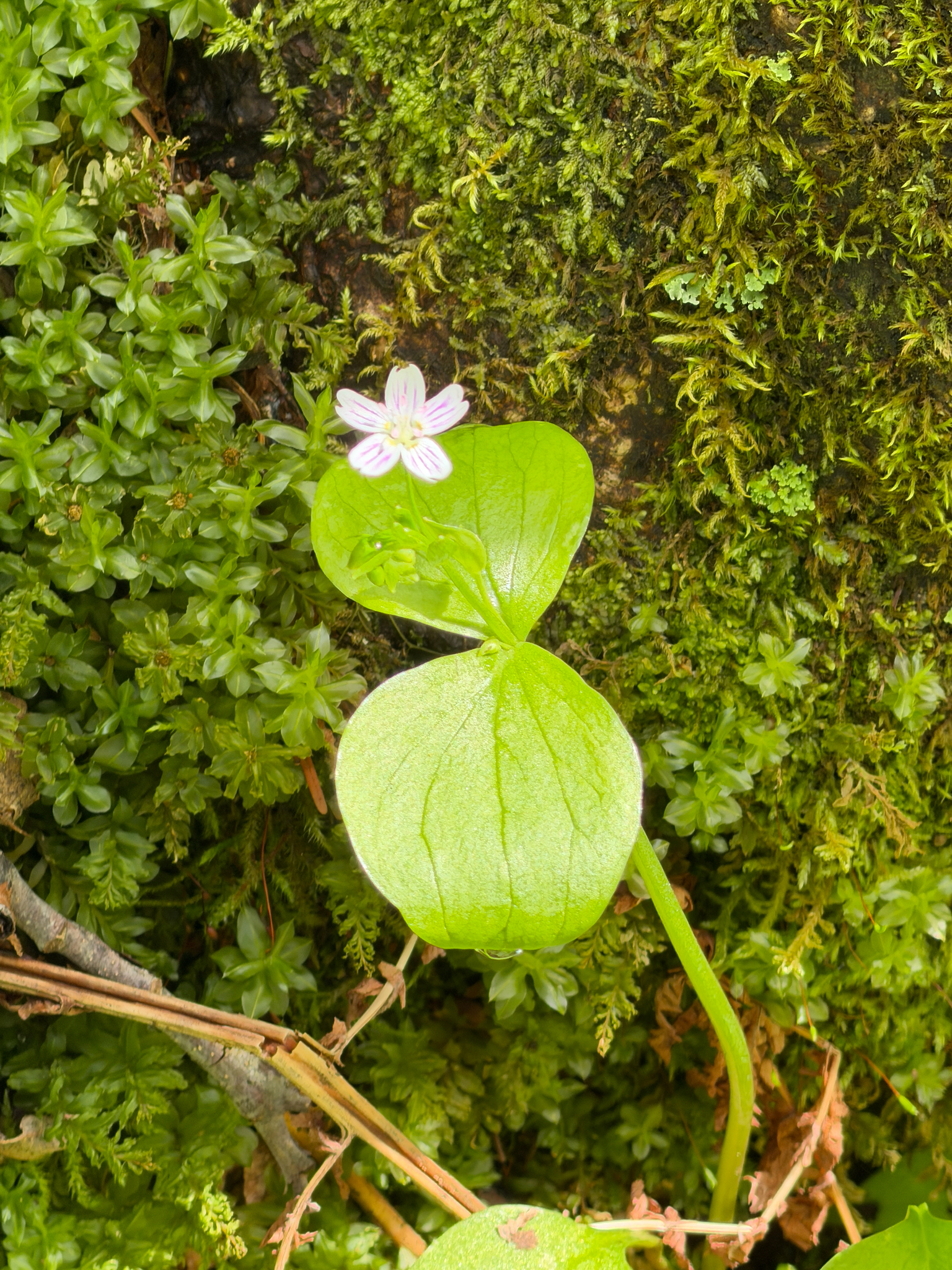 Claytonia sibirica