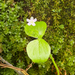 Candy Flower