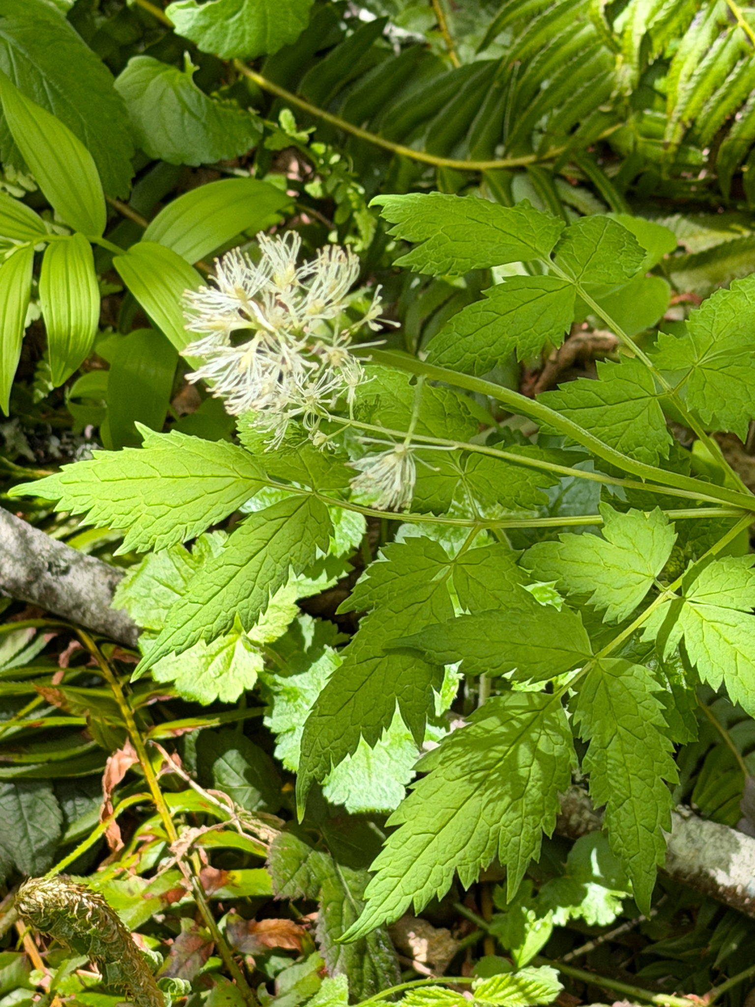 Actaea rubra