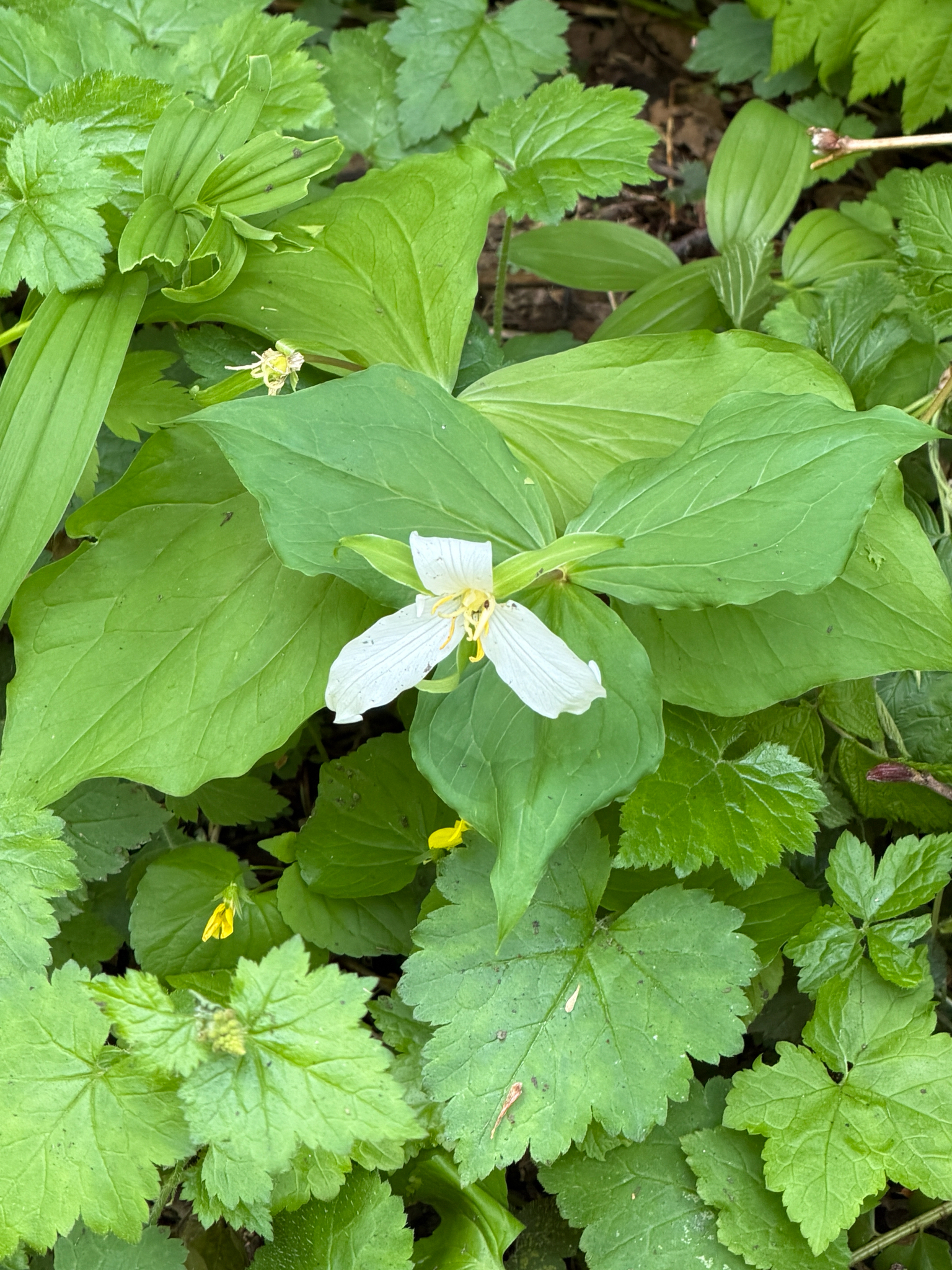 Trillium ovatum