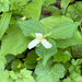 Pacific trillium