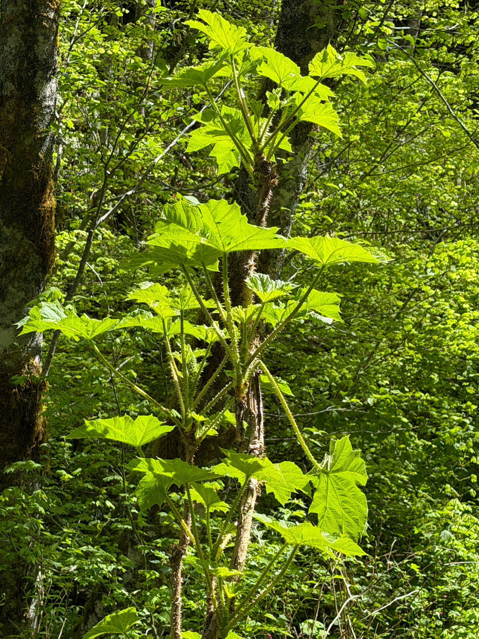 Oplopanax horridus